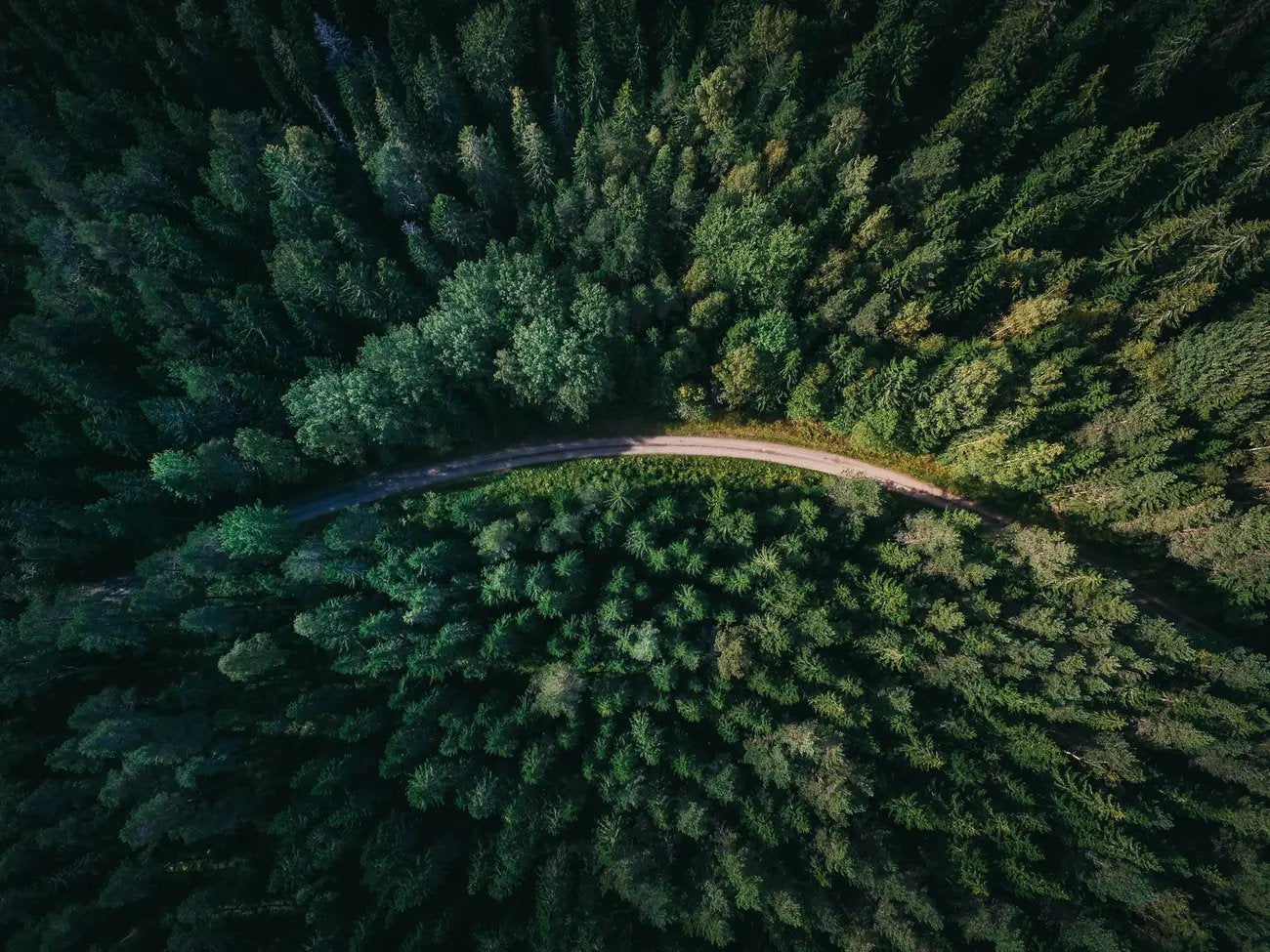 forest-view-from-above